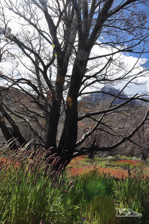 Vegetação ao longo da trilha do glaciar Grey, no parque nacional Torres del Paine, no sul do Chile